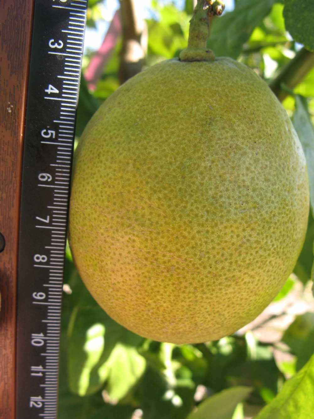              Fruit (Winter Haven, FL)       